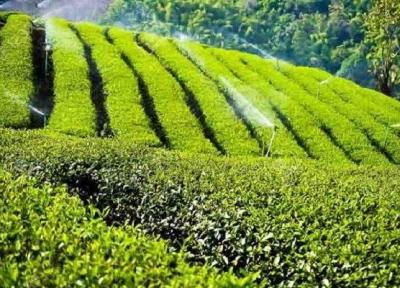 تور گردشگری واکاوی تاریخ چای در گیلان برگزار می گردد