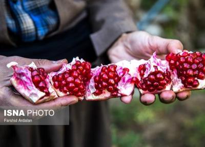 جشنواره انار؛ فرصتی برای معرفی پتانسیل های گردشگری منطقه اورامان