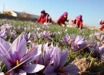 کشت زعفران در رباط کریم 20 درصد افزایش داشته است