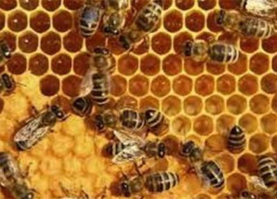 شیوه نامه اجرایی زنجیره ارزش محصولات زنبور عسل سال جاری نهایی می گردد