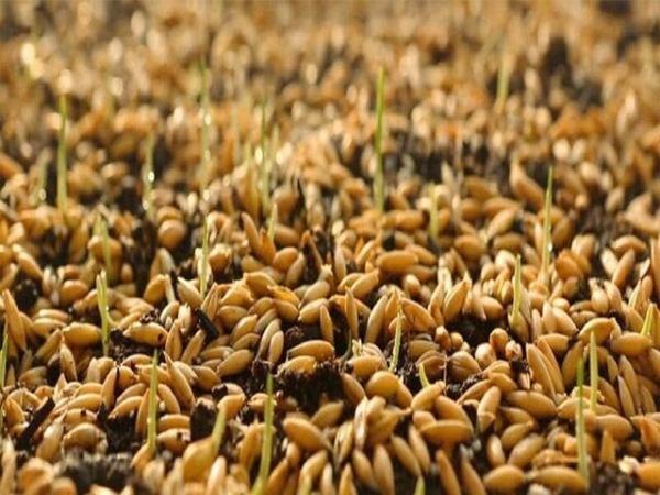 توزیع بیش از 3000 تن انواع بذر از طریق شبکه تعاون روستایی خراسان رضوی
