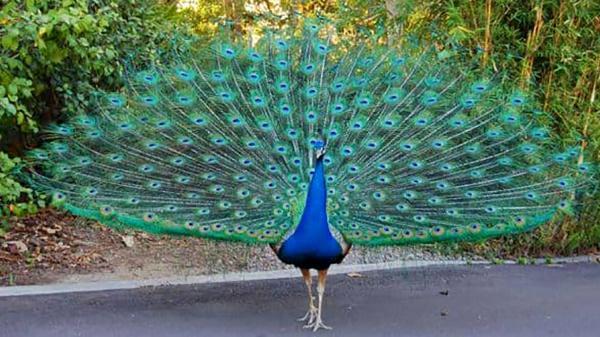 یک طاووس البرز را به هم ریخت