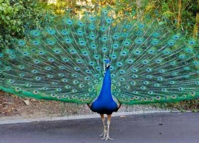 یک طاووس البرز را به هم ریخت