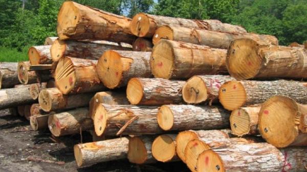 متخلفان قطع درختان در شهرستان کلیبر دستگیر شدند