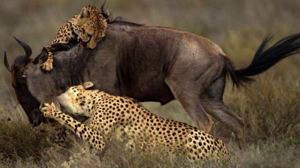 حمله چند یوزپلنگ گرسنه به گوزن یالدار