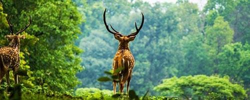 10 جاذبه طبیعت گردی در تور هندوستان (تور بمبئی)