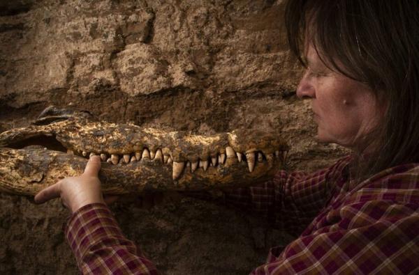 کشف مومیایی 2500 ساله چند تمساح در مقبره ای در مصر
