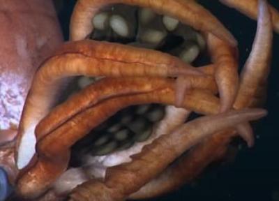 ماهی مرکب غول پیکر با تخم هایی در دست در دام دوربین ها افتاد، فیلم